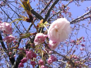 里桜（3月30日、大阪）