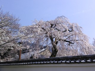 しだれ桜